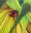 sobue_h-1-ladybird.jpg